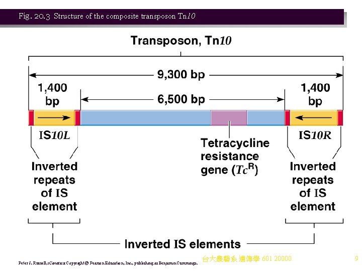 Fig. 20. 3 Structure of the composite transposon Tn 10 Peter J. Russell, i.