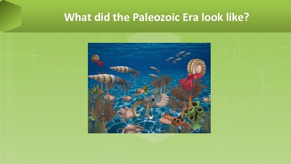 What did the Paleozoic Era look like? 