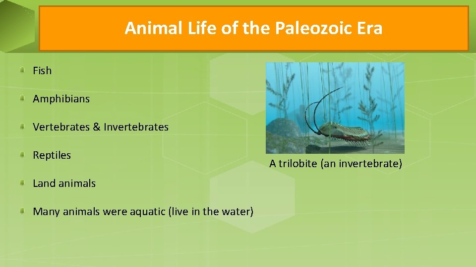 Animal Life of the Paleozoic Era Fish Amphibians Vertebrates & Invertebrates Reptiles Land animals