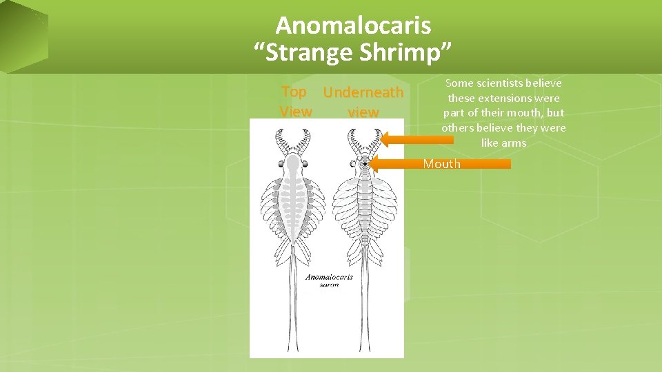 Anomalocaris “Strange Shrimp” Top Underneath View view Some scientists believe these extensions were part