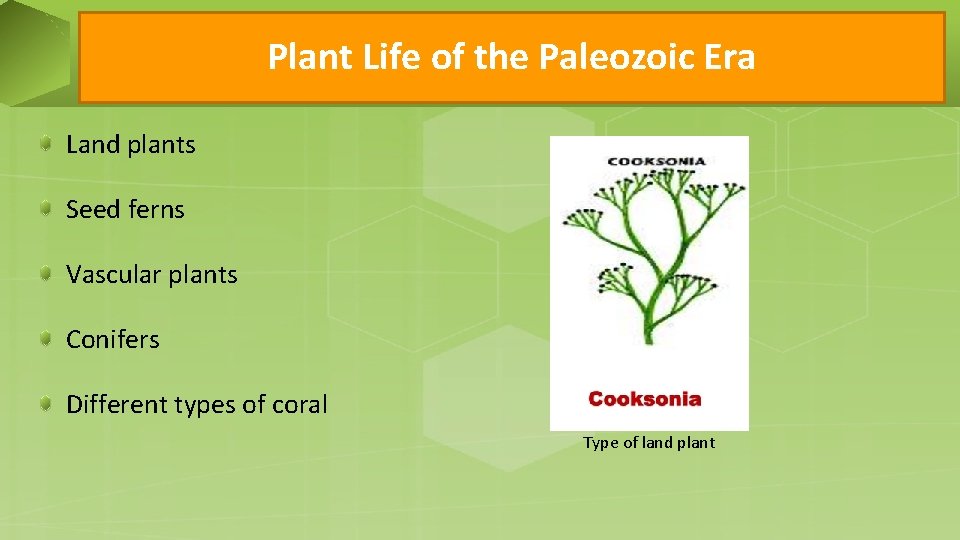 Plant Life of the Paleozoic Era Land plants Seed ferns Vascular plants Conifers Different