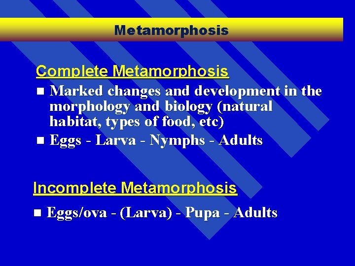 Metamorphosis Complete Metamorphosis n Marked changes and development in the morphology and biology (natural