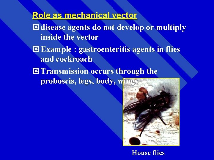 Role as mechanical vector ý disease agents do not develop or multiply inside the