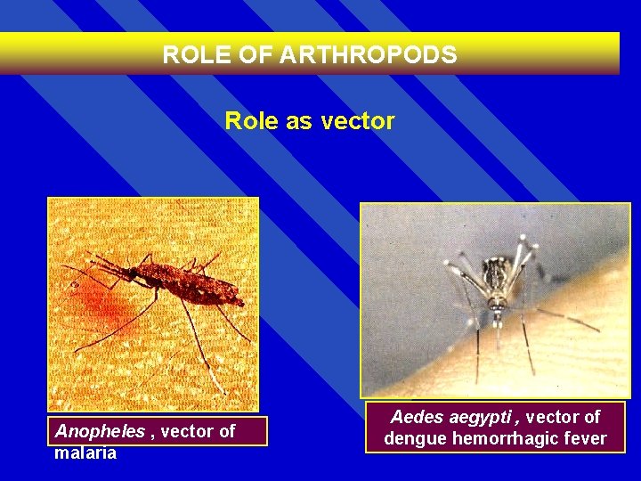 ROLE OF ARTHROPODS Role as vector Anopheles , vector of malaria Aedes aegypti ,