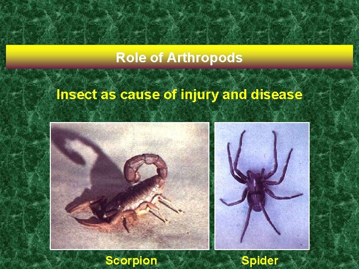 Role of Arthropods Insect as cause of injury and disease Scorpion Spider 