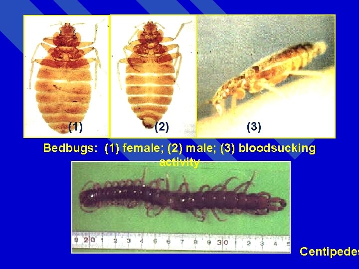 (1) (2) (3) Bedbugs: (1) female; (2) male; (3) bloodsucking activity Centipedes 