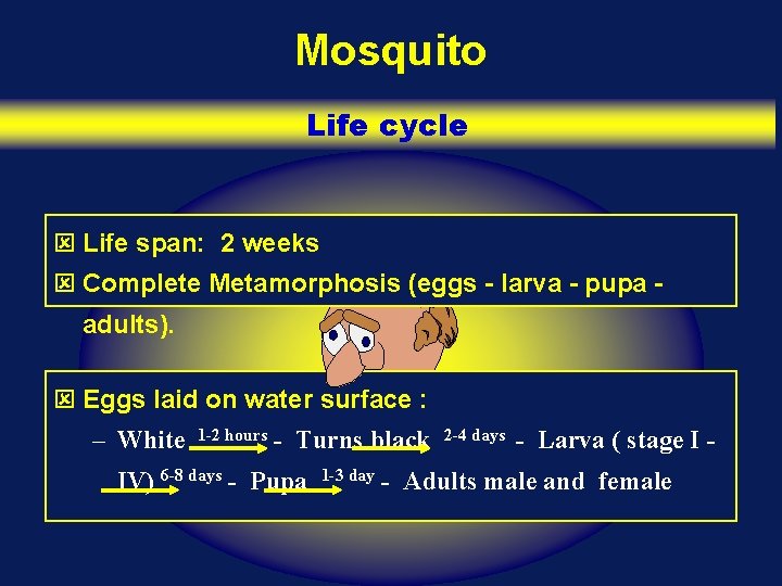 Mosquito Life cycle ý Life span: 2 weeks ý Complete Metamorphosis (eggs - larva