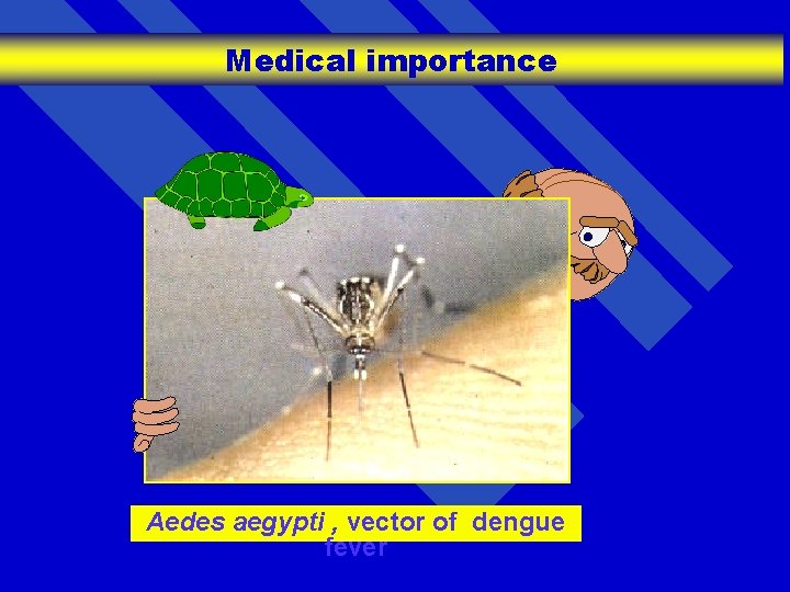 Medical importance Aedes aegypti , vector of dengue fever 