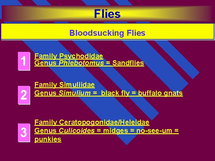 Flies Bloodsucking Flies 1 2 3 Family Psychodidae Genus Phlebotomus = Sandflies Family Simuliidae