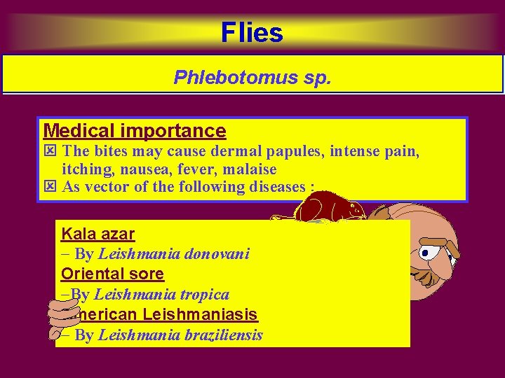 Flies Phlebotomus sp. Medical importance ý The bites may cause dermal papules, intense pain,