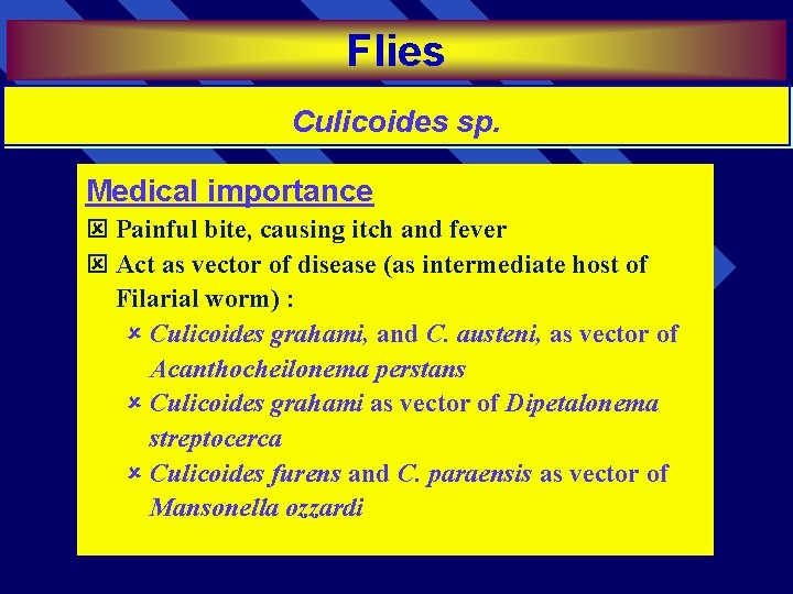 Flies Culicoides sp. Medical importance ý Painful bite, causing itch and fever ý Act