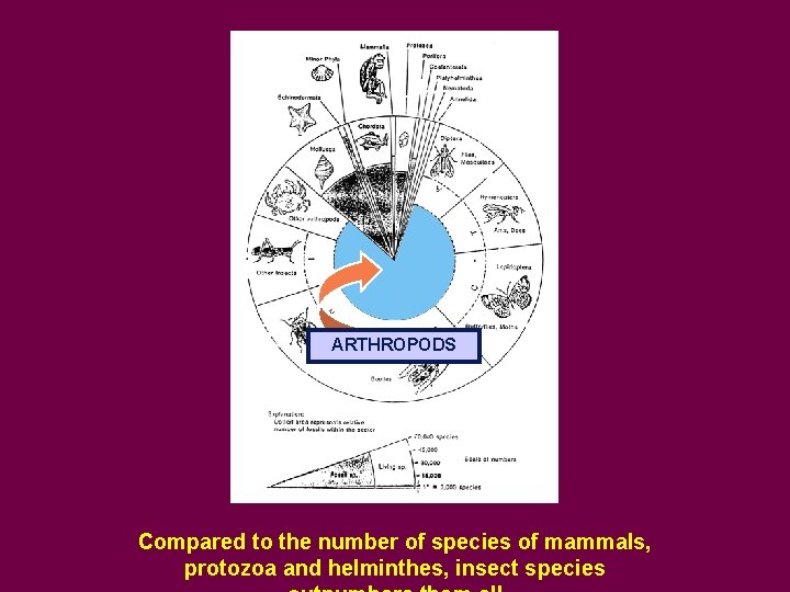 ARTHROPODS Compared to the number of species of mammals, protozoa and helminthes, insect species