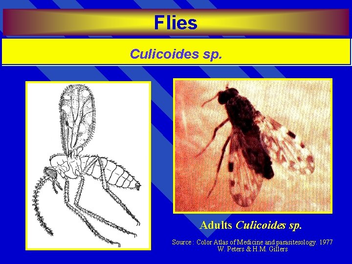 Flies Culicoides sp. Adults Culicoides sp. Source : Color Atlas of Medicine and parasitesology.