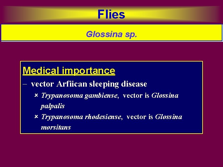 Flies Glossina sp. Medical importance - vector Arfiican sleeping disease û Trypanosoma gambiense, vector