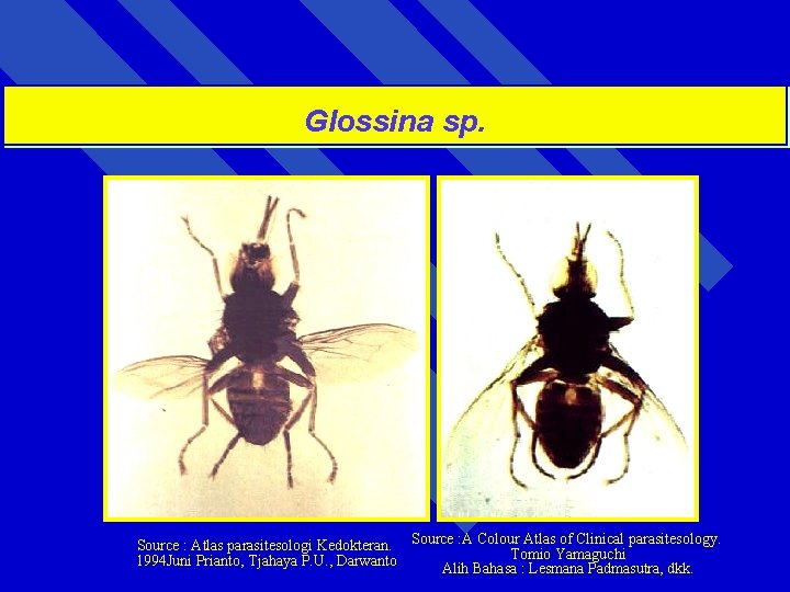 Glossina sp. Source : Atlas parasitesologi Kedokteran. Source : A Colour Atlas of Clinical