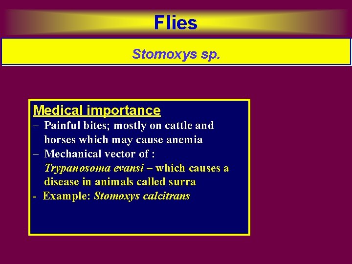 Flies Stomoxys sp. Medical importance - Painful bites; mostly on cattle and horses which