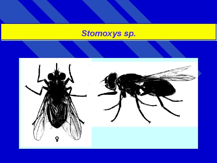 Stomoxys sp. 