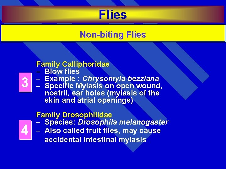 Flies Non-biting Flies 3 Family Calliphoridae – Blow flies – Example : Chrysomyia bezziana