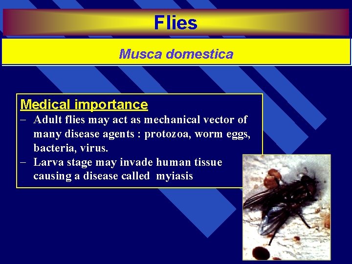 Flies Musca domestica Medical importance - Adult flies may act as mechanical vector of