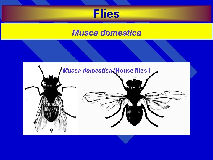Flies Musca domestica (House flies ) 