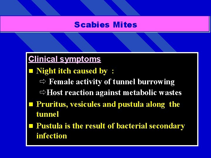 Scabies Mites Clinical symptoms n Night itch caused by : ð Female activity of