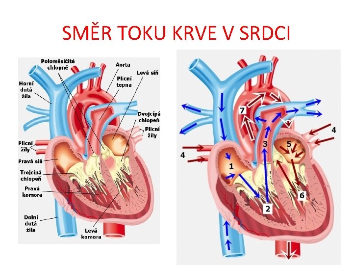 SMĚR TOKU KRVE V SRDCI SMĚR TOKU KRVE V SRDCI