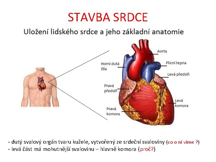 STAVBA SRDCE - dutý svalový orgán tvaru kužele, vytvořený ze srdeční svaloviny (co o