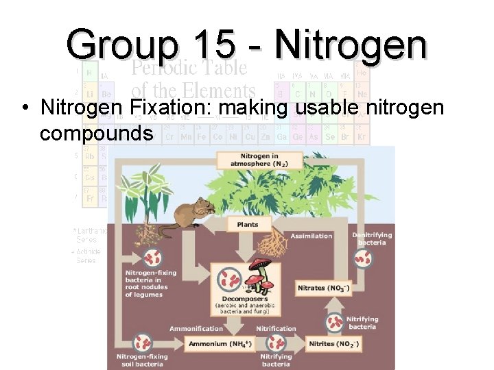 Group 15 - Nitrogen • Nitrogen Fixation: making usable nitrogen compounds 