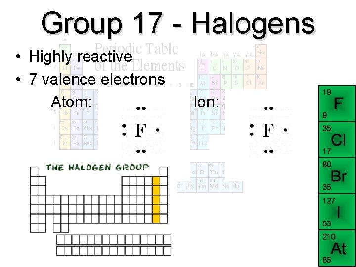 Group 17 - Halogens • Highly reactive • 7 valence electrons Atom: Ion: 