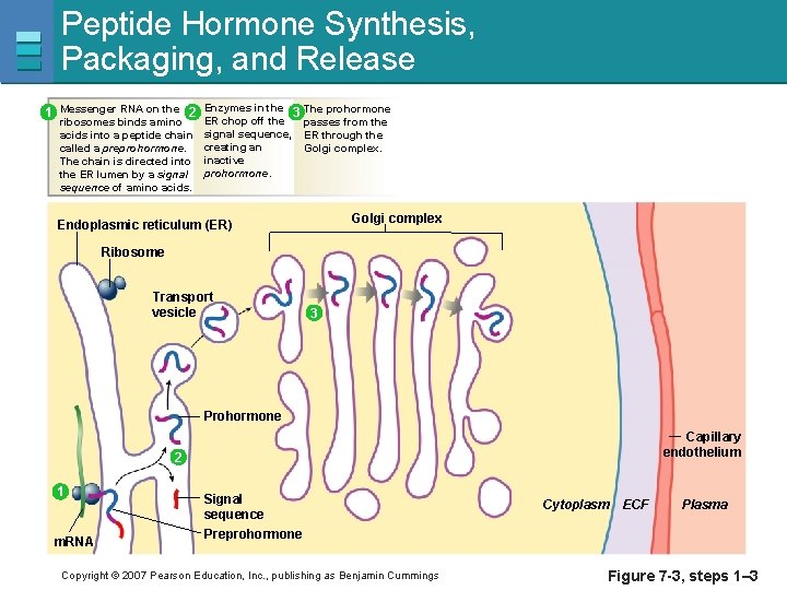 Peptide Hormone Synthesis, Packaging, and Release 1 Messenger RNA on the 2 Enzymes in