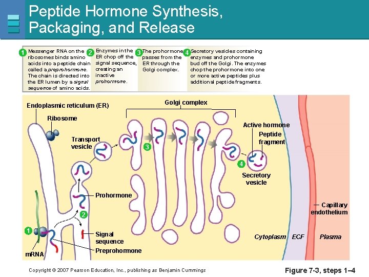 Peptide Hormone Synthesis, Packaging, and Release 1 Messenger RNA on the 2 Enzymes in