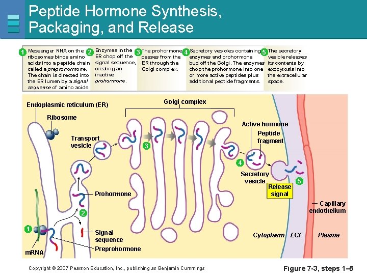 Peptide Hormone Synthesis, Packaging, and Release 1 Messenger RNA on the 2 Enzymes in