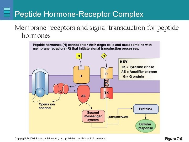 Peptide Hormone-Receptor Complex Membrane receptors and signal transduction for peptide hormones Copyright © 2007