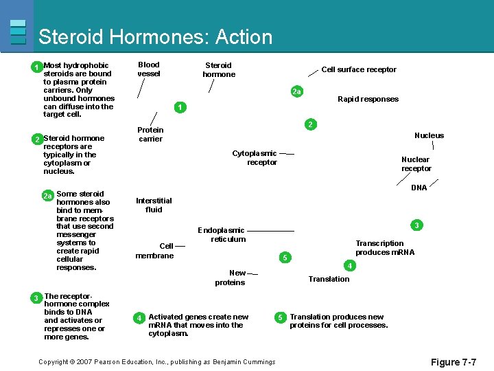 Steroid Hormones: Action 1 Most hydrophobic steroids are bound to plasma protein carriers. Only