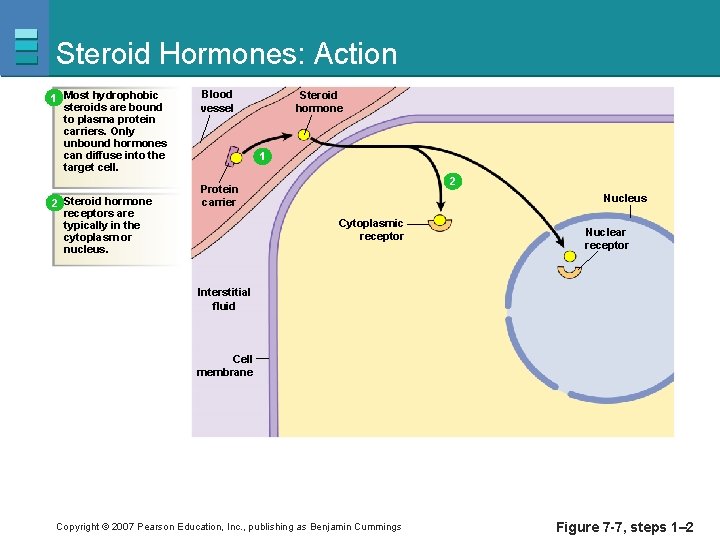 Steroid Hormones: Action 1 Most hydrophobic steroids are bound to plasma protein carriers. Only