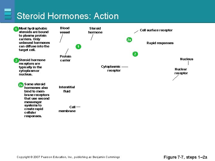 Steroid Hormones: Action 1 Most hydrophobic steroids are bound to plasma protein carriers. Only