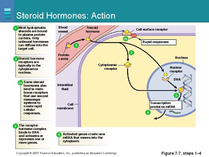 Steroid Hormones: Action 1 Most hydrophobic steroids are bound to plasma protein carriers. Only