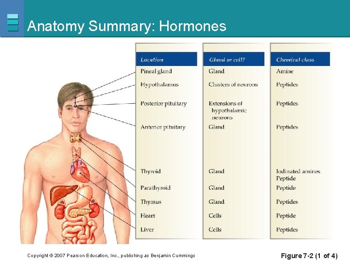 Anatomy Summary: Hormones Copyright © 2007 Pearson Education, Inc. , publishing as Benjamin Cummings