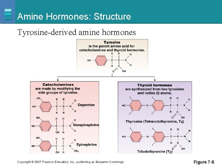 Amine Hormones: Structure Tyrosine-derived amine hormones Copyright © 2007 Pearson Education, Inc. , publishing