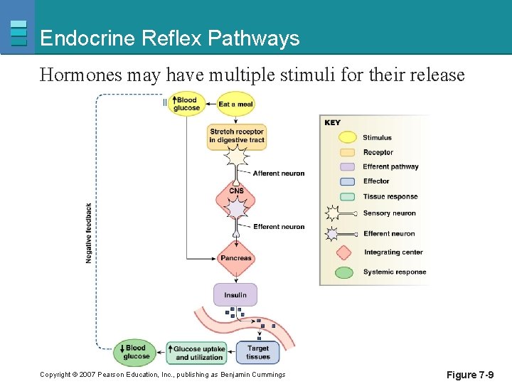 Endocrine Reflex Pathways Hormones may have multiple stimuli for their release Copyright © 2007