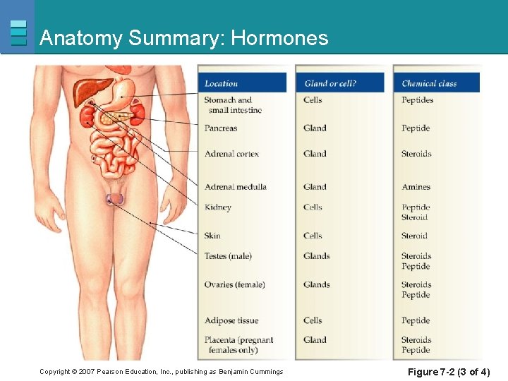 Anatomy Summary: Hormones Copyright © 2007 Pearson Education, Inc. , publishing as Benjamin Cummings