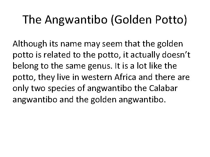 The Angwantibo (Golden Potto) Although its name may seem that the golden potto is