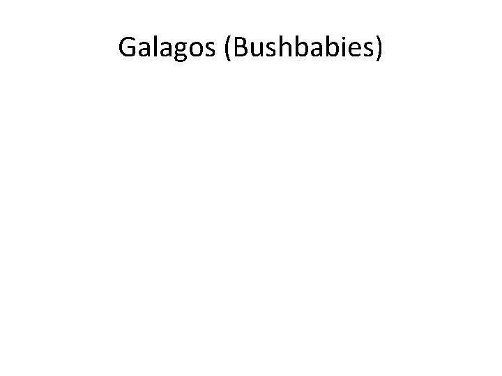 Galagos (Bushbabies) 