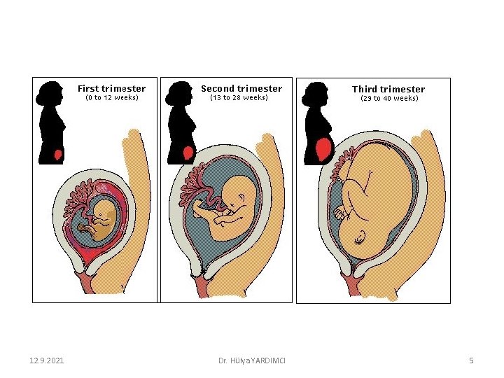 12. 9. 2021 Dr. Hülya YARDIMCI 5 