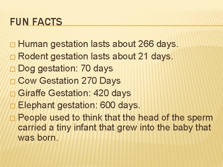 FUN FACTS � Human gestation lasts about 266 days. � Rodent gestation lasts about