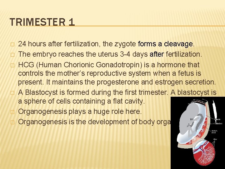 TRIMESTER 1 � � � 24 hours after fertilization, the zygote forms a cleavage.
