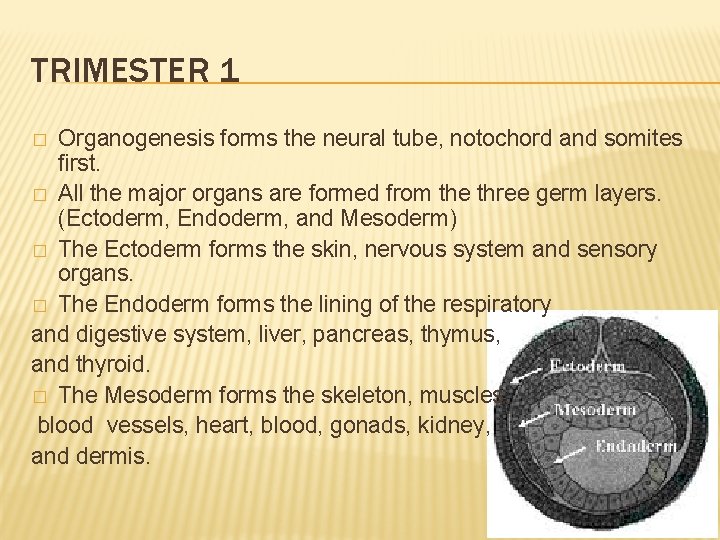 TRIMESTER 1 Organogenesis forms the neural tube, notochord and somites first. � All the