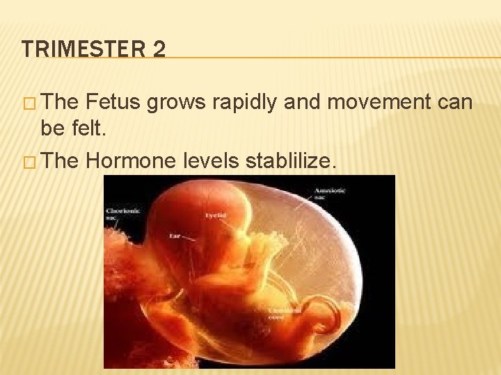 TRIMESTER 2 � The Fetus grows rapidly and movement can be felt. � The