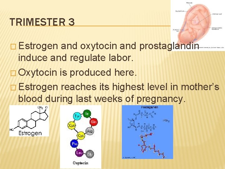 TRIMESTER 3 � Estrogen and oxytocin and prostaglandin induce and regulate labor. � Oxytocin