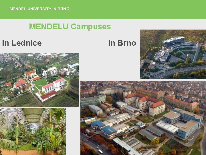 MENDEL UNIVERSITY IN BRNO MENDELU Campuses in Lednice in Brno 